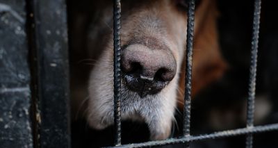 Tougher animal cruelty sentences under new law